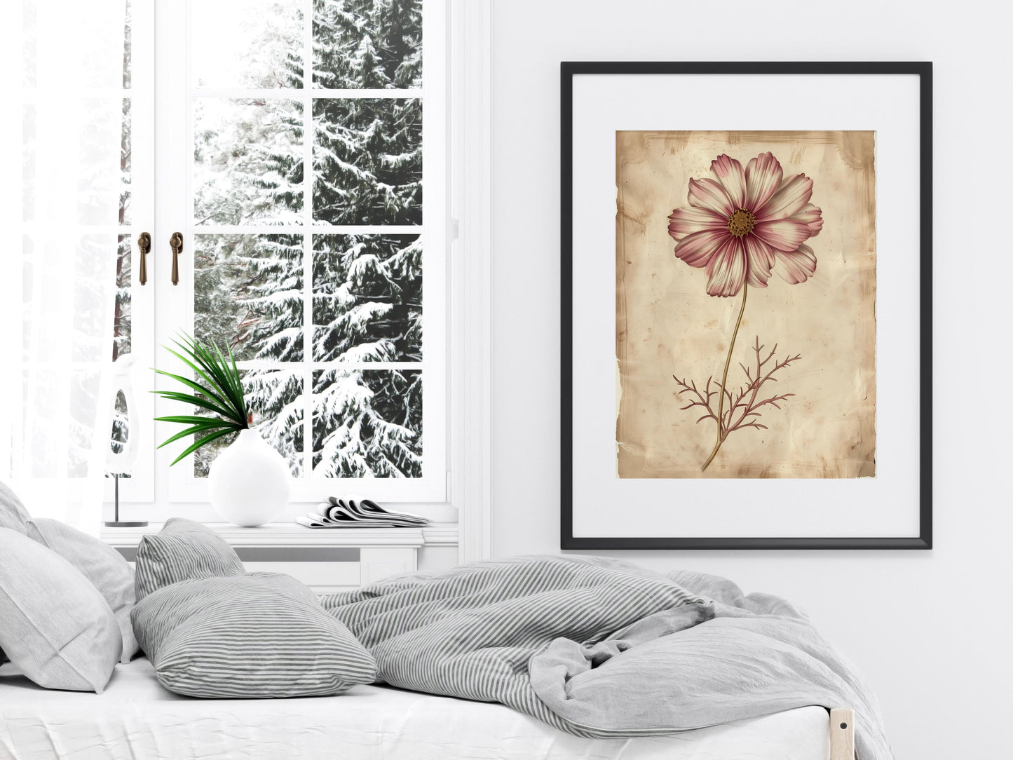 Harmonie der Natur: Die Kosmosblüte- classic illustration, cosmos flower, white shades, modern techniques, pink tones