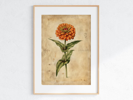 Zinnia's Elegance by Emilia Florentina- nature study, botanical art print, attention to detail, art culture, color brilliance